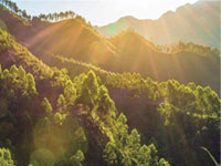 【簽約】河北省林業(yè)產(chǎn)業(yè)協(xié)會(huì)，網(wǎng)站建設(shè)合同